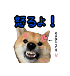 柴すずスタンぷぅ3（個別スタンプ：9）