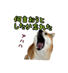 柴すずスタンぷぅ3（個別スタンプ：12）
