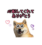 柴すずスタンぷぅ3（個別スタンプ：16）