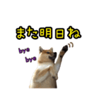 柴すずスタンぷぅ3（個別スタンプ：20）