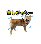 柴すずスタンぷぅ3（個別スタンプ：26）