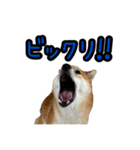柴すずスタンぷぅ3（個別スタンプ：30）
