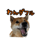 柴すずスタンぷぅ3（個別スタンプ：31）