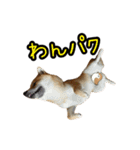 柴すずスタンぷぅ3（個別スタンプ：33）