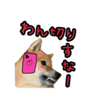 柴すずスタンぷぅ3（個別スタンプ：34）