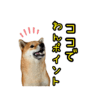 柴すずスタンぷぅ3（個別スタンプ：35）