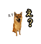 柴すずスタンぷぅ3（個別スタンプ：38）