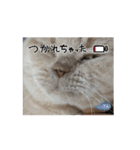 asachanねる2匹のブリショー LINEスタンプ（個別スタンプ：9）