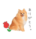 うちのコStamp No:3678（個別スタンプ：1）