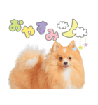 うちのコStamp No:3678（個別スタンプ：4）