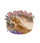 家のワンちゃん11（個別スタンプ：1）