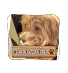 家のワンちゃん11（個別スタンプ：5）
