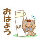 わんこ日和(ヨークシャテリア)-toYvu-（個別スタンプ：1）