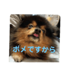 ポメラニアン西瓜丸のスタンプ4（個別スタンプ：4）
