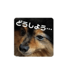 ポメラニアン西瓜丸のスタンプ4（個別スタンプ：8）