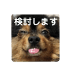 ポメラニアン西瓜丸のスタンプ4（個別スタンプ：10）
