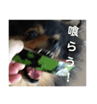 ポメラニアン西瓜丸のスタンプ4（個別スタンプ：12）