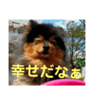 ポメラニアン西瓜丸のスタンプ4（個別スタンプ：14）