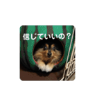 ポメラニアン西瓜丸のスタンプ4（個別スタンプ：16）