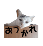 猫やん！！（個別スタンプ：10）