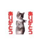 動く！動く！踊る猫ちゃん(カラフル文字)（個別スタンプ：1）