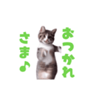 動く！動く！踊る猫ちゃん(カラフル文字)（個別スタンプ：4）