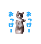 動く！動く！踊る猫ちゃん(カラフル文字)（個別スタンプ：5）