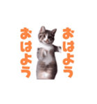 動く！動く！踊る猫ちゃん(カラフル文字)（個別スタンプ：7）