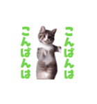 動く！動く！踊る猫ちゃん(カラフル文字)（個別スタンプ：9）