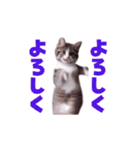 動く！動く！踊る猫ちゃん(カラフル文字)（個別スタンプ：11）