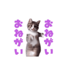 動く！動く！踊る猫ちゃん(カラフル文字)（個別スタンプ：12）