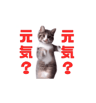 動く！動く！踊る猫ちゃん(カラフル文字)（個別スタンプ：13）