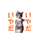 動く！動く！踊る猫ちゃん(カラフル文字)（個別スタンプ：14）