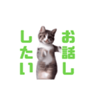 動く！動く！踊る猫ちゃん(カラフル文字)（個別スタンプ：16）