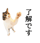 代弁猫～猫と丁寧語のポワレ～（個別スタンプ：1）