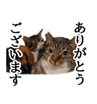 代弁猫～猫と丁寧語のポワレ～（個別スタンプ：2）