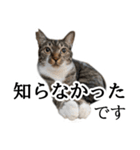 代弁猫～猫と丁寧語のポワレ～（個別スタンプ：7）