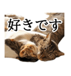 代弁猫～猫と丁寧語のポワレ～（個別スタンプ：9）