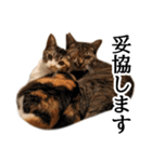 代弁猫～猫と丁寧語のポワレ～（個別スタンプ：13）