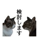 代弁猫～猫と丁寧語のポワレ～（個別スタンプ：14）