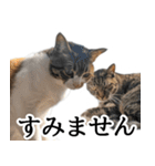 代弁猫～猫と丁寧語のポワレ～（個別スタンプ：15）