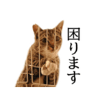 代弁猫～猫と丁寧語のポワレ～（個別スタンプ：18）