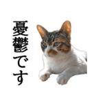 代弁猫～猫と丁寧語のポワレ～（個別スタンプ：21）