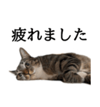 代弁猫～猫と丁寧語のポワレ～（個別スタンプ：22）