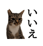 代弁猫～猫と丁寧語のポワレ～（個別スタンプ：24）