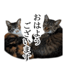 代弁猫～猫と丁寧語のポワレ～（個別スタンプ：26）