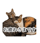 代弁猫～猫と丁寧語のポワレ～（個別スタンプ：29）