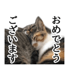 代弁猫～猫と丁寧語のポワレ～（個別スタンプ：30）