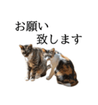 代弁猫～猫と丁寧語のポワレ～（個別スタンプ：31）