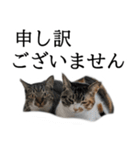 代弁猫～猫と丁寧語のポワレ～（個別スタンプ：32）